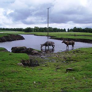 Pere Davids Deer - 07.08.2010