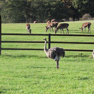 smithy , nessie and chinesse alan