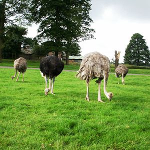 Ostrich - 07.08.2010