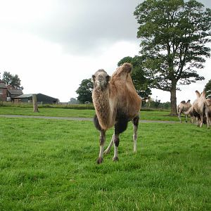 Camel - 07.08.2010