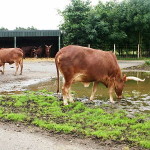 Ankole Cattle - 07.08.2010