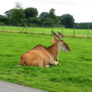 Eland - 07.08.2010