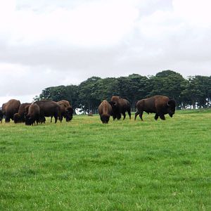 Bison - 07.08.2010