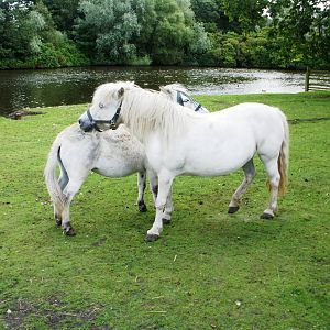 Lake Farm - 07.08.2010