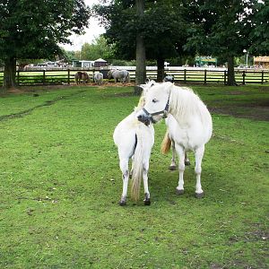 Lake Farm - 07.08.2010