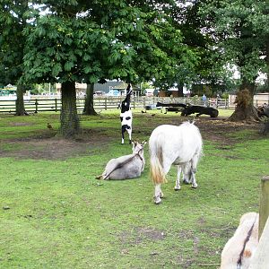 Lake Farm - 07.08.2010