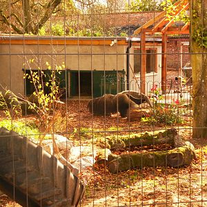 Anteater in jungle experience
