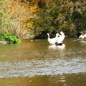 eastern white pelicans