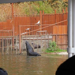 Buster going to greet riley who will be moved to staff area for training