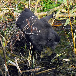 Sulawesi Crested Macaque Drinking Chester Zoo 31st October 2010
