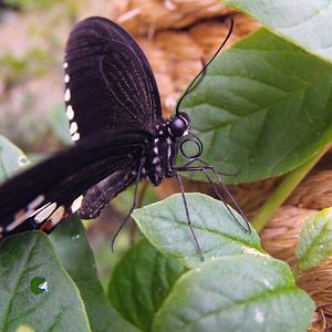 Butterfly Chester Zoo 31st October 2010