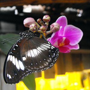 Buttefly & Flower Chester Zoo 31st October 2010