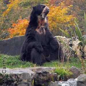 Sangay the Spectacled Bear Chester Zoo 31st October 2010