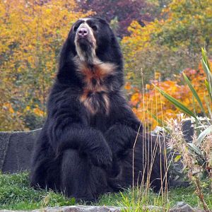 Sangay Chester Zoo 31st October 2010