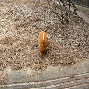 The Hill - Red River Hog