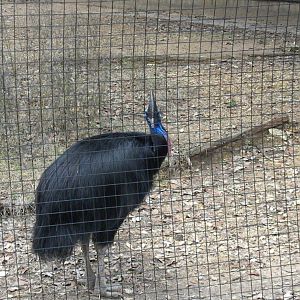 The Hill - Cassowary