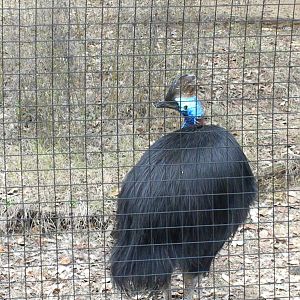The Hill - Cassowary