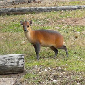 The Hill - Red Flanked Duiker
