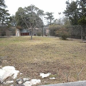 The Hill - Red Flanked Duiker