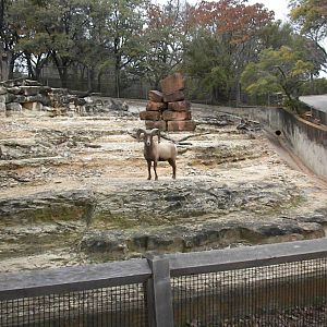 The Hill - Mexican Bighorn Sheep