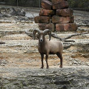 The Hill - Mexican Bighorn Sheep