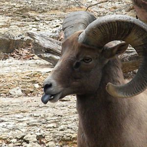 The Hill - Mexican Bighorn Sheep
