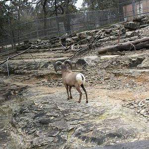 The Hill - Mexican Bighorn Sheep