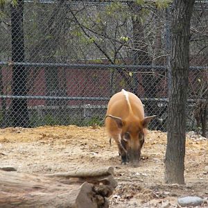 The Hill - Red River Hog