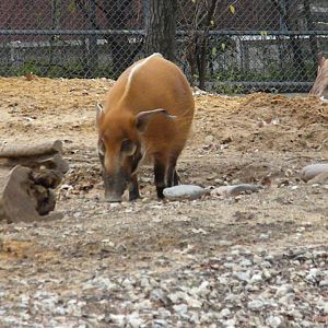 The Hill - Red River Hog