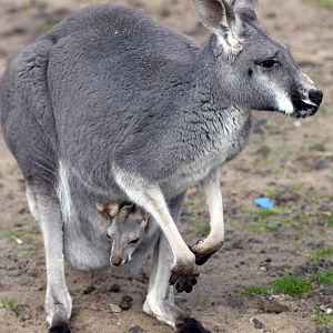 Wallaby & baby