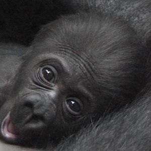 Baby Gorilla