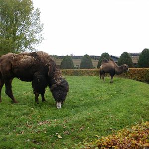 Camels - 28.10.2010