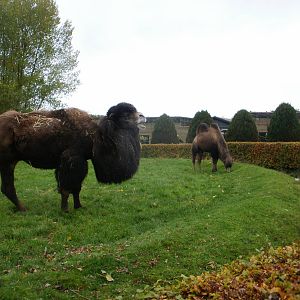Camels - 28.10.2010