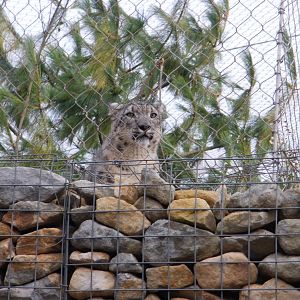 Snow Leopard - 28.10.2010