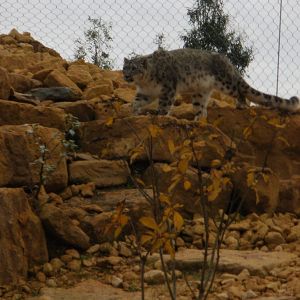 Snow Leopard - 28.10.2010