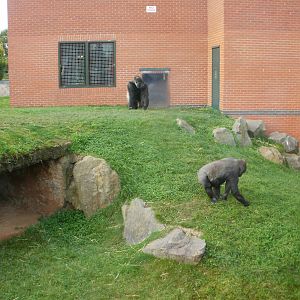 Gorrilas (Scatter Feed) - 28.10.2010