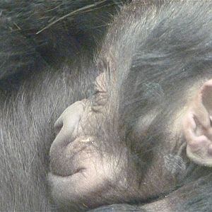 Baby Gorilla