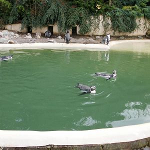 Penguin Pool - 28.10.2010