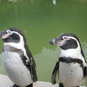 Penguin Pool - 28.10.2010