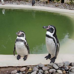 Penguin Pool - 28.10.2010