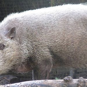 Bearded Pig