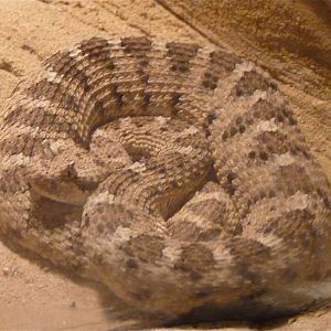 Sidewinder