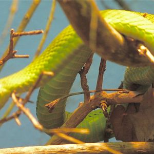 Green Mamba