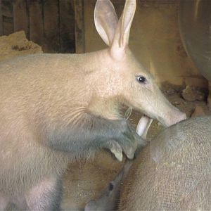 Aardvarks