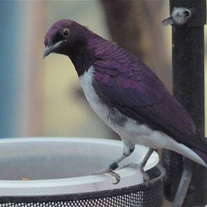Violet-Backed Starling