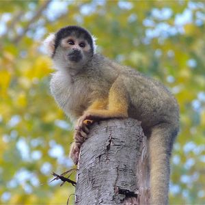 Squirrel Monkey