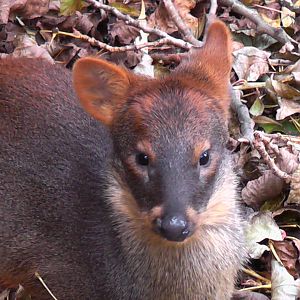Pudu - Cattle House - 31.10.2010