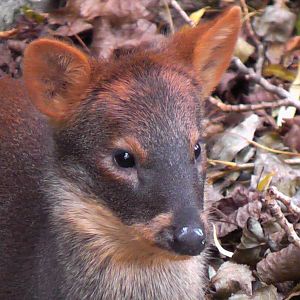 Pudu - Cattle House - 31.10.2010
