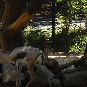 spekes gazelle sept 10