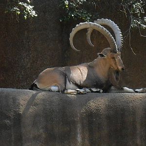 nubian ibex sept 10